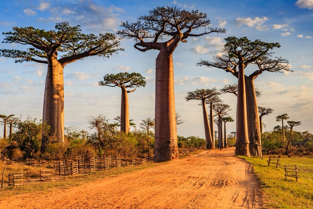 Baobab trees